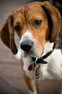 可愛的比格犬