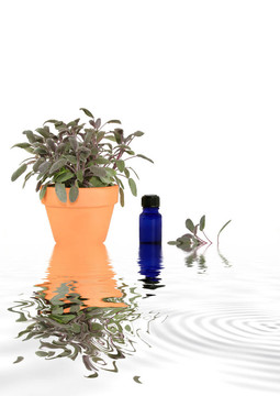 草本植物鼠尾草摘要