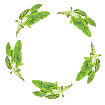 丹參的花環(huán)
