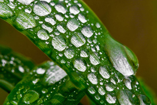 宏在草上的雨滴