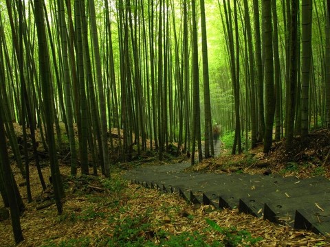 綠色的竹林