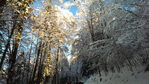 樹林  冬雪