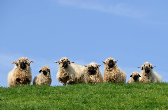 Rasta sheep的觀眾