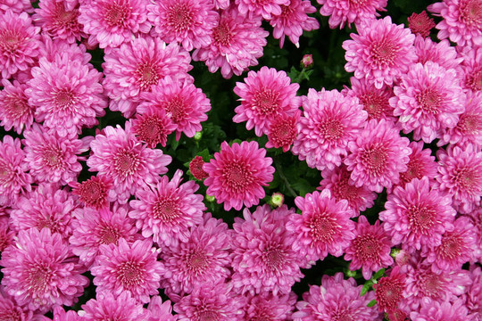 粉紅色的菊花