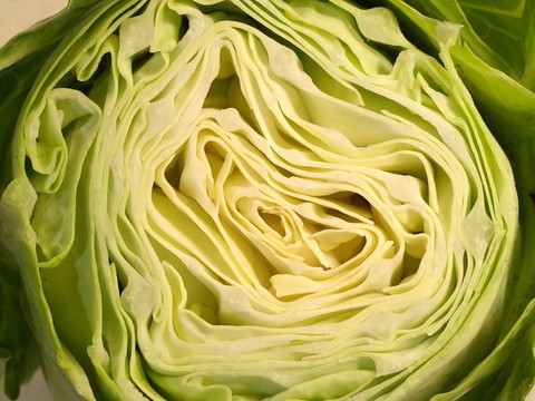 白菜頭