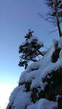 雪地松樹(shù)