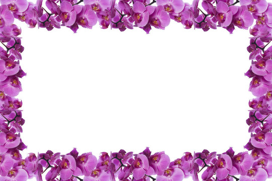 蘭花
