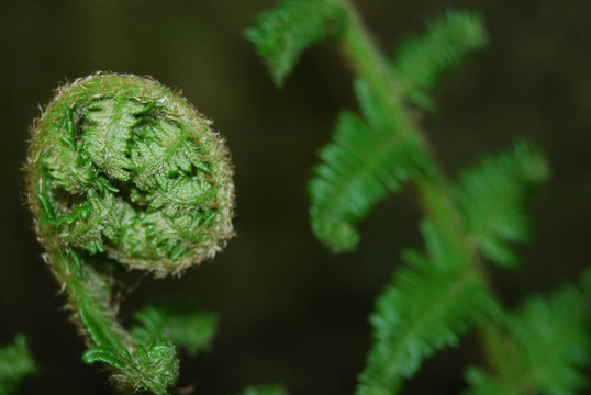 蕨類植物