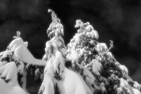 雪樹BW