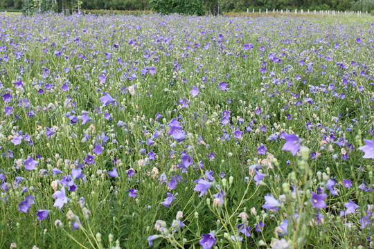 紫花