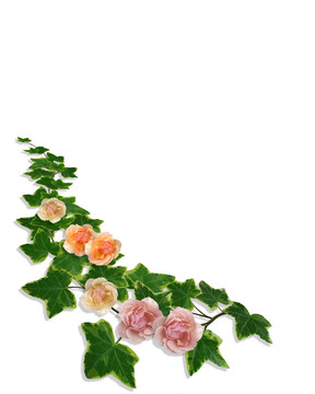 常春藤和玫瑰的花緣