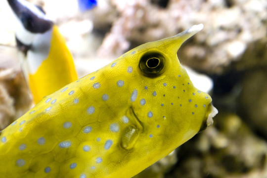 五顏六色的魚