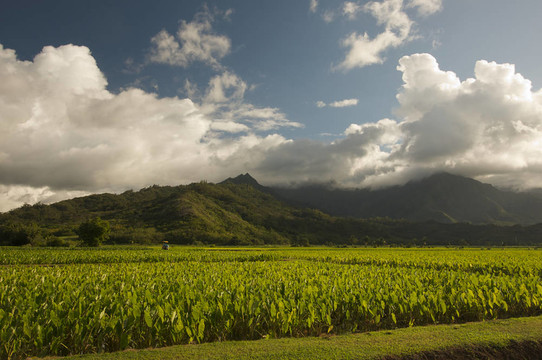 哈納雷山谷和Taro Fields