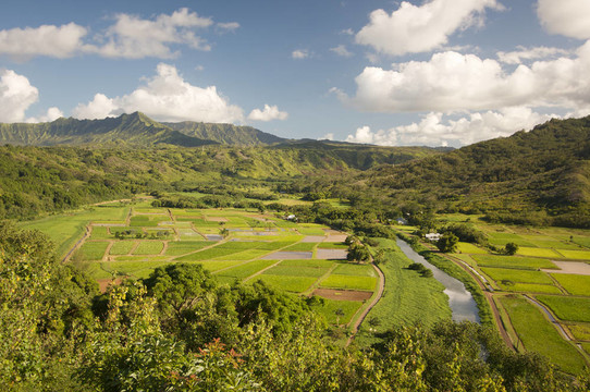哈納雷山谷和Taro Fields