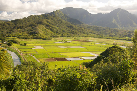 哈納雷山谷和Taro Fields