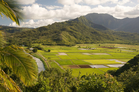 哈納雷山谷和Taro Fields