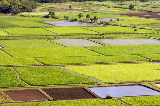哈納雷山谷和Taro Fields