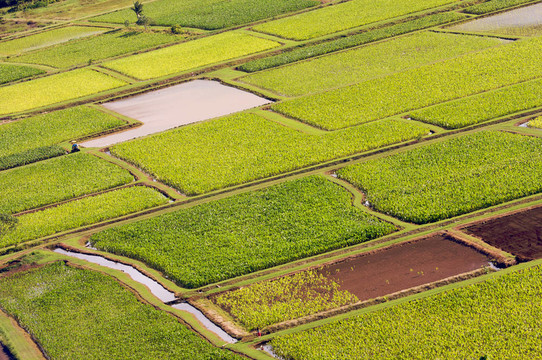 哈納雷山谷和Taro Fields