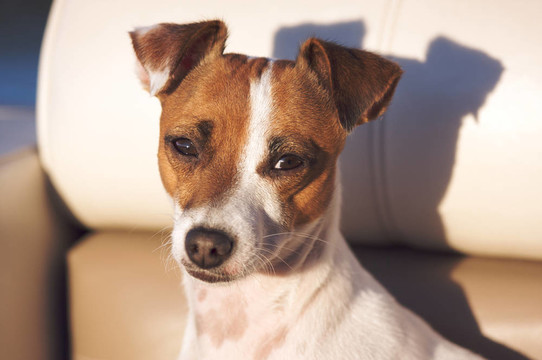 杰克羅素梗犬的肖像