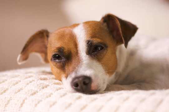 困Jack Russell Puppy