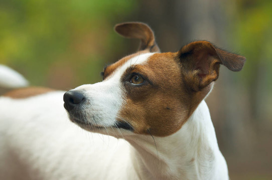 杰克羅素梗犬的肖像