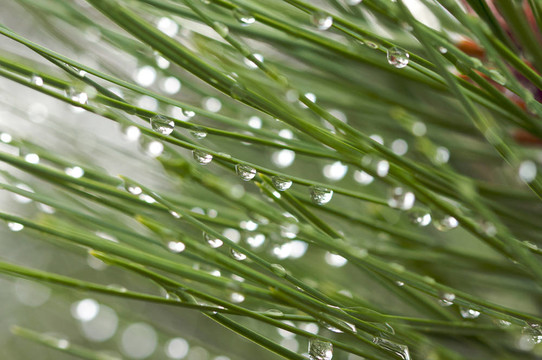 水上的松樹針