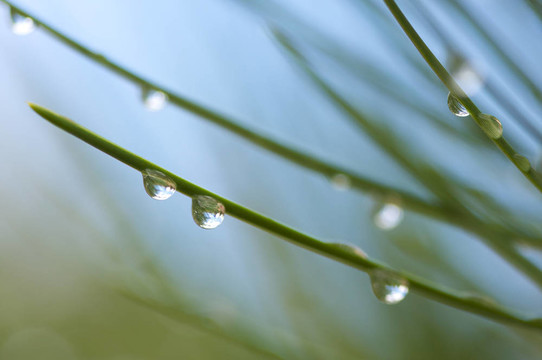 松樹上的水滴