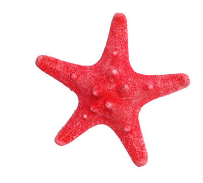 海星