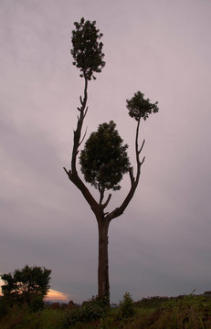 把樹