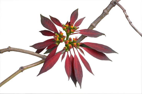 枝上的紅花