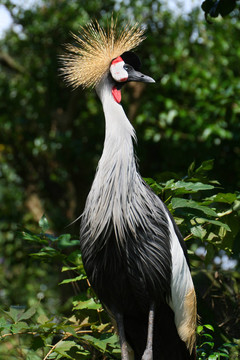 灰冠鶴2