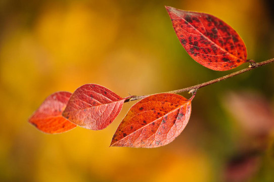 紅色的葉子