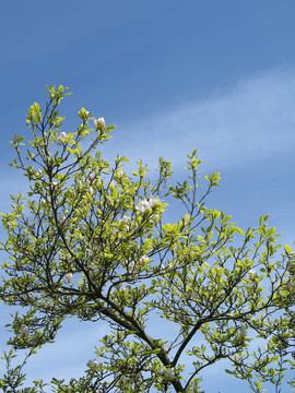 開(kāi)花的樹(shù)