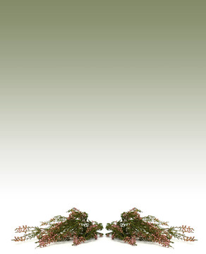 希瑟分支圖像卡