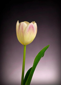 藝術(shù)之花