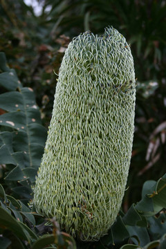 牛山龍眼（Banksia grandis）