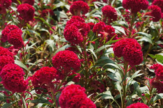 雞冠花