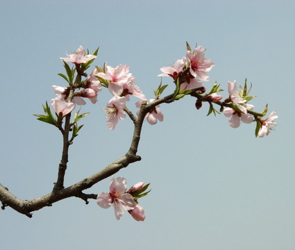 一枝桃花