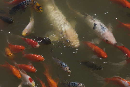 紅錦鯉魚