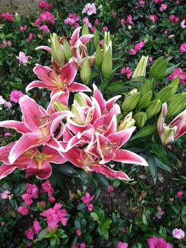 浣花溪畔花朵