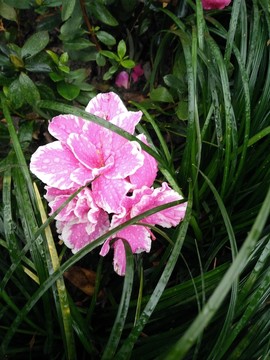 浣花溪畔雨中花朵