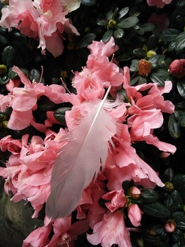 浣花溪畔鳥羽花朵
