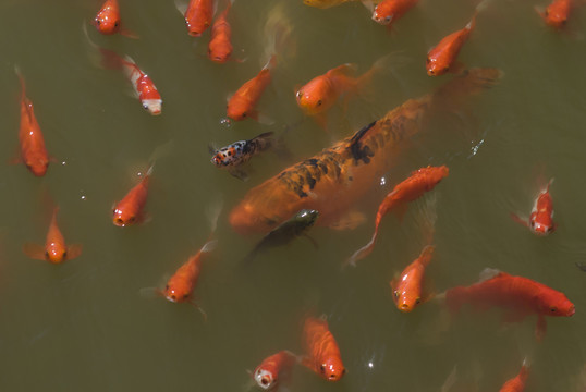 紅鯉魚
