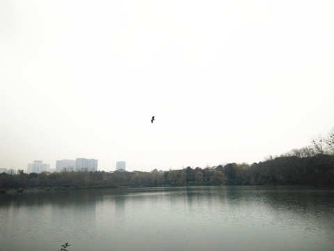 浣花溪畔觀鳥