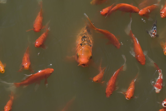 紅鯉魚