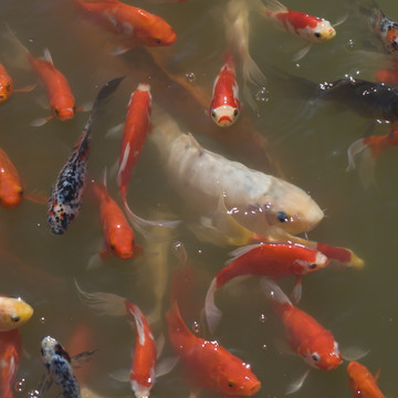 觀賞魚(yú)