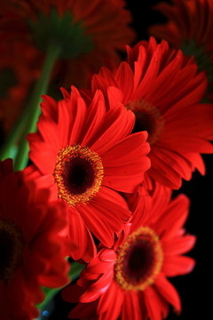 扶郎花太陽(yáng)花