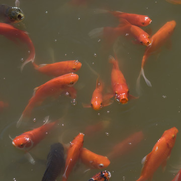 紅鯉魚