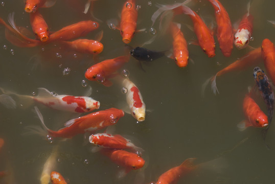 紅鯉魚