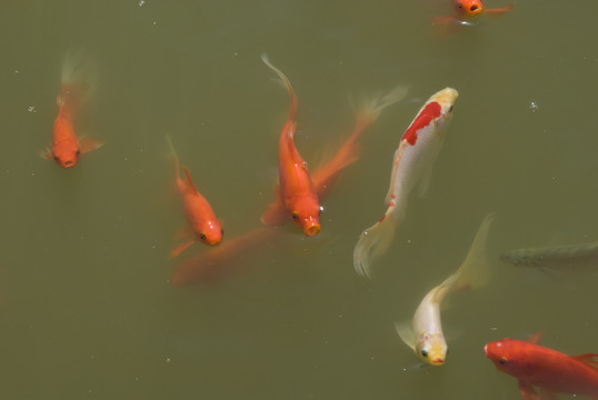 紅鯉魚